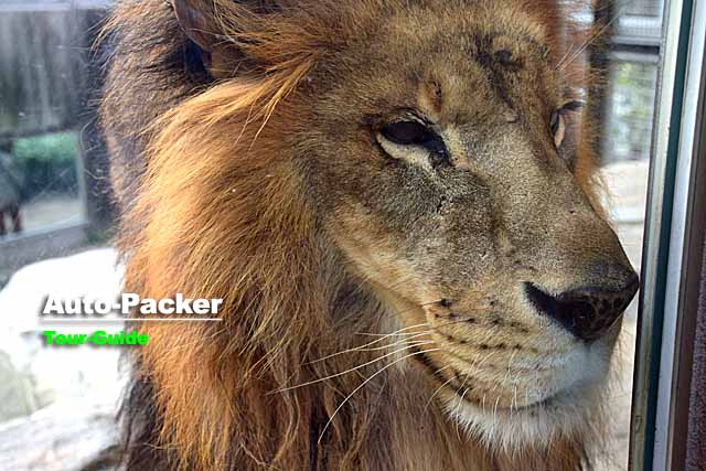 王子動物園　行動展示